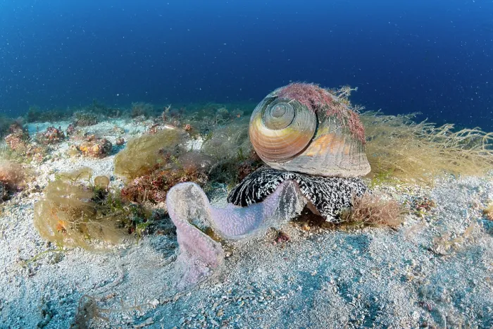 Framed Print : Giant tun (Tonna galea) laying eggs on seabed, Vis Island, Croatia, Adriatic Sea Framed Print : Giant tun (Tonna galea) laying eggs on seabed, Vis Island, Croatia, Adriatic Sea