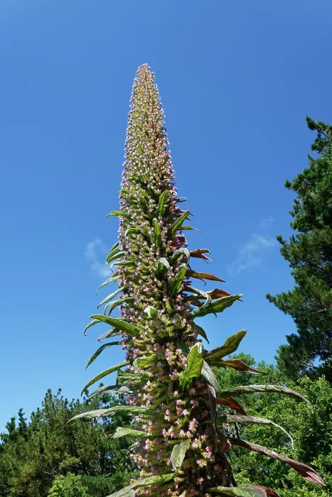 Framed Print : Giant viper's bugloss (Echium pininana) flowering spike, Tremenheere Sculpture Gardens, Cornwall, England, UK. June. Endangered Framed Print : Giant viper's bugloss (Echium pininana) flowering spike, Tremenheere Sculpture Gardens, Cornwall, England, UK. June. Endangered