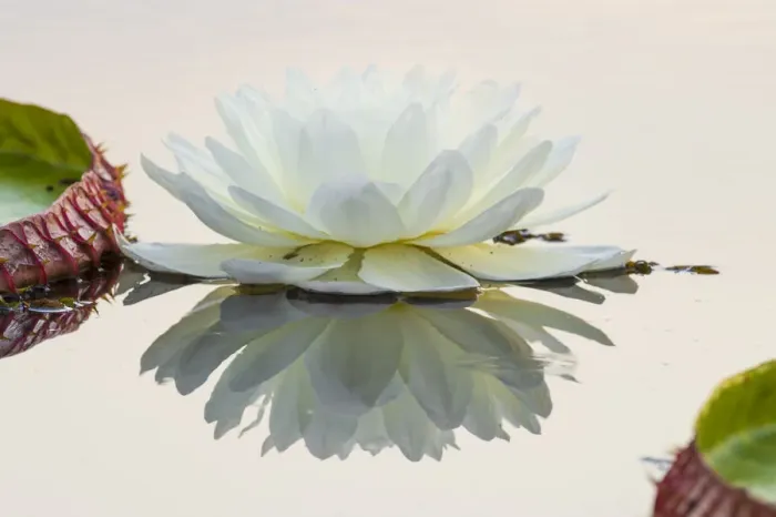 Framed Print : Giant Water Lily (Victoria amazonica) flower in a lagoon at Porto Jofre, off the Cuiaba River Framed Print : Giant Water Lily (Victoria amazonica) flower in a lagoon at Porto Jofre, off the Cuiaba River