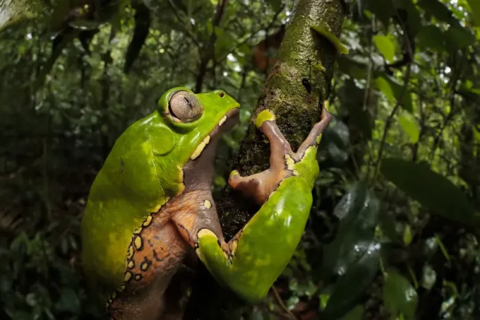 Framed Print : Giant waxy monkey frog (Phyllomedusa bicolor). Lowland Amazon rainforest, Manu Biosphere Reserve Framed Print : Giant waxy monkey frog (Phyllomedusa bicolor). Lowland Amazon rainforest, Manu Biosphere Reserve