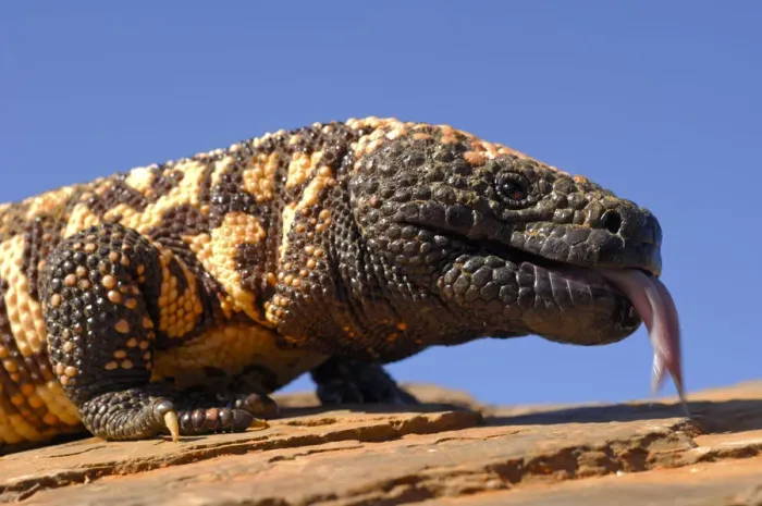 Framed Print : Gila monster (Heloderma suspectum) Arizona, USA. Captive Framed Print : Gila monster (Heloderma suspectum) Arizona, USA. Captive