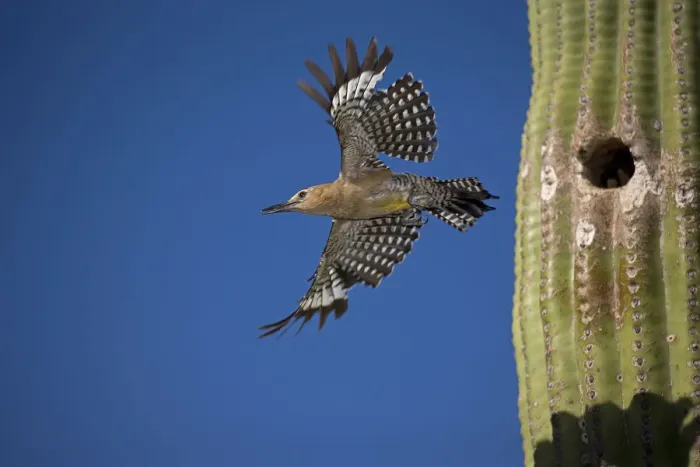 Framed Print : Gila woodpecker (Melanerpes uropygialis), emerging from nest in Saguaro cactus, Arizona Framed Print : Gila woodpecker (Melanerpes uropygialis), emerging from nest in Saguaro cactus, Arizona