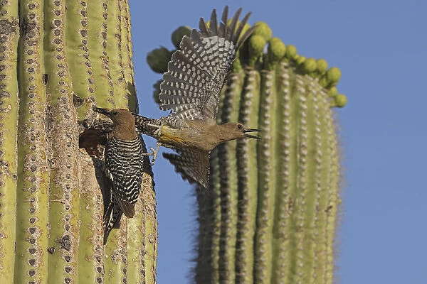 Gila woodpecker (Melanerpes uropygialis) pair at nest entrance in Saguaro cactus