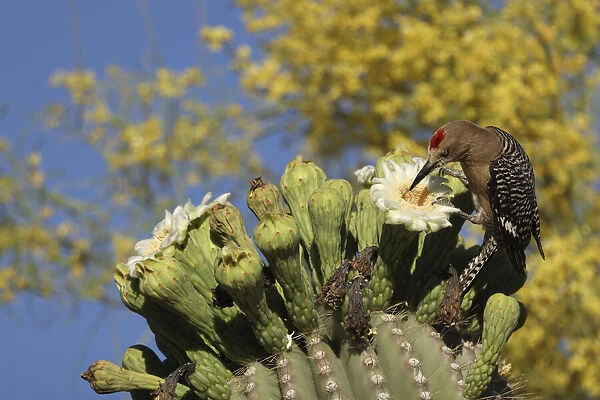 Gila woodpecker (Melanerpes uropygialis) feeding on Saguaro (Carnegiea gigantea)