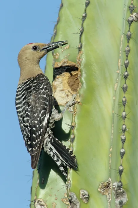 Framed Print : Gila woodpecker (Melanerpes uropygialis) perched on a cactus, collecting food for chicks, near Hermosillo, Sonora, Mexico Framed Print : Gila woodpecker (Melanerpes uropygialis) perched on a cactus, collecting food for chicks, near Hermosillo, Sonora, Mexico