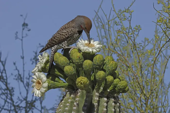Framed Print : Gilded flicker (Colaptes chrysoides) feeding on Saguaro cactus (Carnegiea gigantea Framed Print : Gilded flicker (Colaptes chrysoides) feeding on Saguaro cactus (Carnegiea gigantea