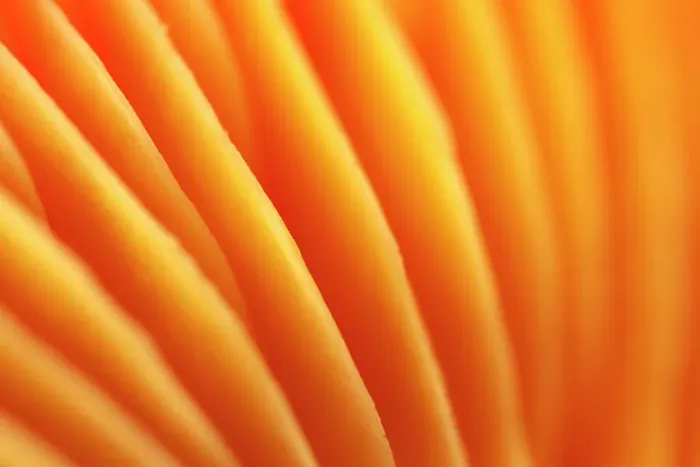 Framed Print : Gills of Honey Waxcap (Hygrocybe coccinea). The National Forest, Leicestershire, UK, October Framed Print : Gills of Honey Waxcap (Hygrocybe coccinea). The National Forest, Leicestershire, UK, October