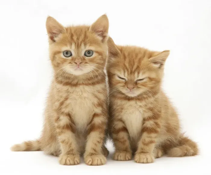 Framed Print : Two ginger domestic kittens (Felis catus)