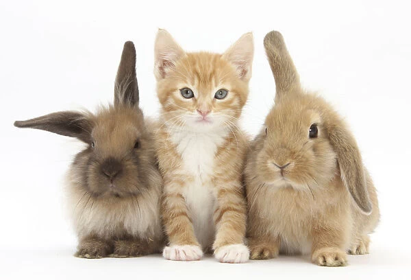 Ginger kitten, 7 weeks, sitting between two young Lionhead-Lop rabbits