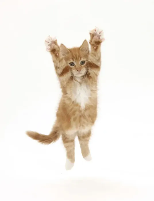 Framed Print : Ginger kitten leaping with legs outstretched