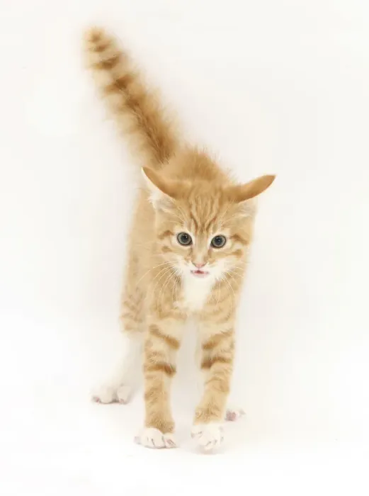 Framed Print : Ginger kitten with tail in the air Framed Print : Ginger kitten with tail in the air