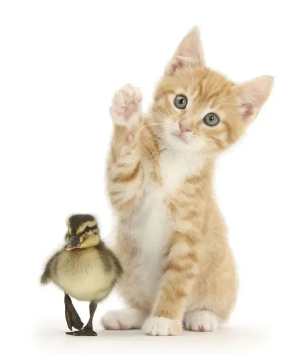 Framed Print : Ginger kitten, Tom, age 8 weeks reaching up a paw with a mallard duckling in front Framed Print : Ginger kitten, Tom, age 8 weeks reaching up a paw with a mallard duckling in front