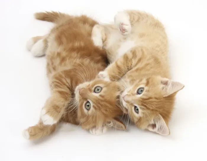 Framed Print : Two ginger kittens rolling playfully on their sides Framed Print : Two ginger kittens rolling playfully on their sides