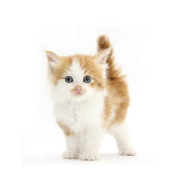 Ginger and white kitten looking at camera