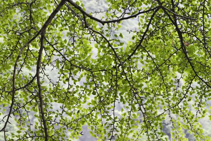 Framed Print : Ginkgo tree (Ginkgo biloba) Tangjiahe National Nature Reserve, Sichuan, China Framed Print : Ginkgo tree (Ginkgo biloba) Tangjiahe National Nature Reserve, Sichuan, China