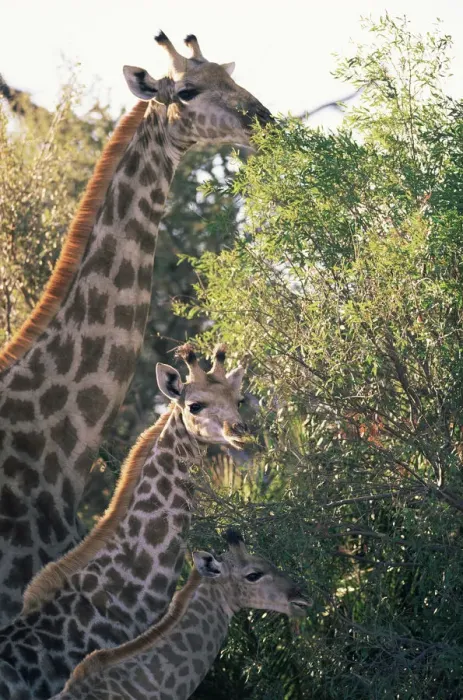 Framed Print : Giraffe family feeding {Giraffa camelopardalis} Moremi Reserve, Botswana Framed Print : Giraffe family feeding {Giraffa camelopardalis} Moremi Reserve, Botswana