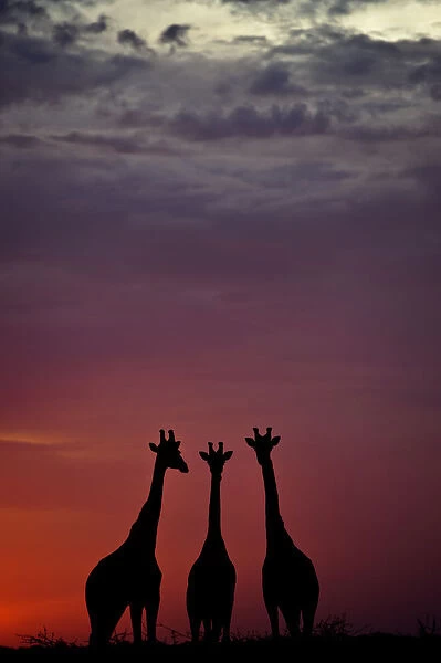 Giraffe (Giraffa camelopardalis) three standing together, silhouetted at dusk, Okavango Delta