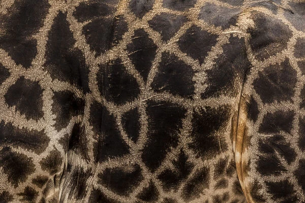 Giraffe (Giraffa camelopardalis) close up of pattern Chobe River, North-West District