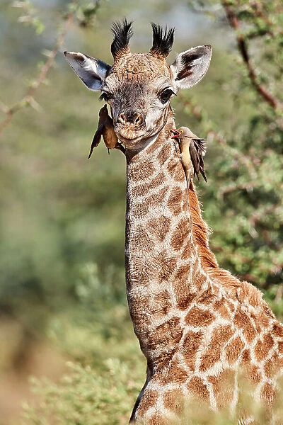 Giraffe (Giraffa camelopardalis angolensis) calf, aged 6 weeks, with two Yellow-billed oxpeckers (Buphagus africanus) perched on its head feeding on parasites, Okavango Delta, Botswana, Africa