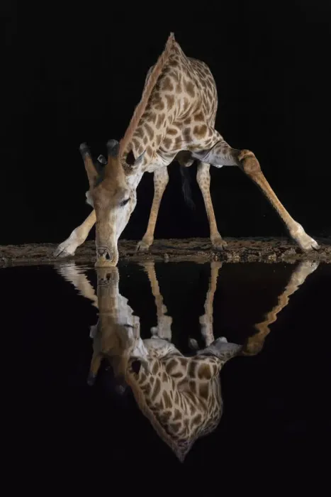 Framed Print : Giraffe (Giraffa camelopardalis) drinking at night, Zimanga private game reserve Framed Print : Giraffe (Giraffa camelopardalis) drinking at night, Zimanga private game reserve