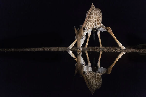 Giraffe (Giraffa camelopardalis) drinking at night, Zimanga private game reserve