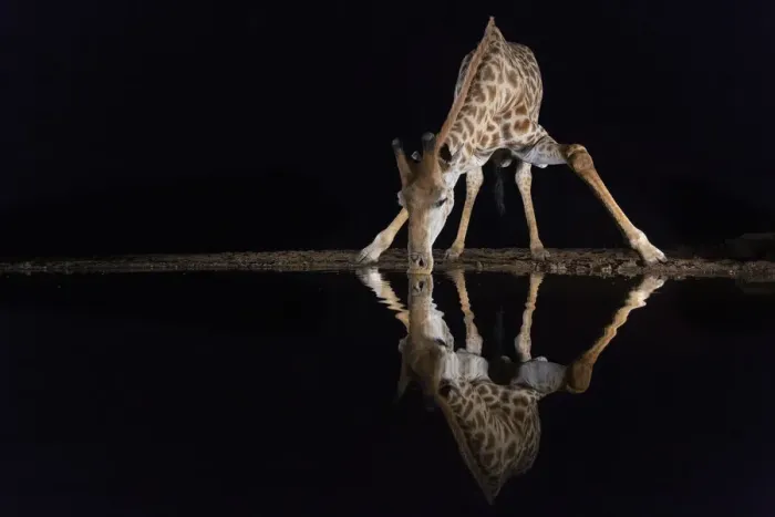 Framed Print : Giraffe (Giraffa camelopardalis) drinking at night, Zimanga private game reserve Framed Print : Giraffe (Giraffa camelopardalis) drinking at night, Zimanga private game reserve