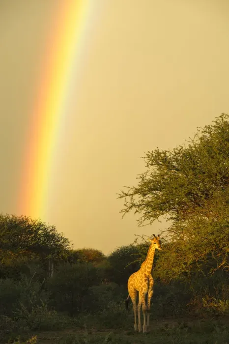 Framed Print : Giraffe (Giraffa camelopardalis) in evening light with rainbow, Marataba, Marakele National Park Framed Print : Giraffe (Giraffa camelopardalis) in evening light with rainbow, Marataba, Marakele National Park