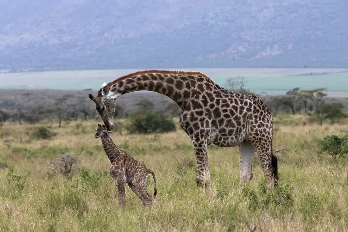 Framed Print : Giraffe (Giraffa camelopardalis) female, nuzzling newborn calf, Zimanga game reserve, South Africa Framed Print : Giraffe (Giraffa camelopardalis) female, nuzzling newborn calf, Zimanga game reserve, South Africa