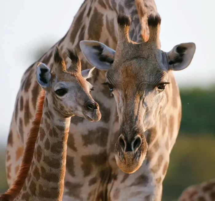Framed Print : Giraffe (Giraffa camelopardalis) female bending down to calf, Okavango Delta, Botswana Framed Print : Giraffe (Giraffa camelopardalis) female bending down to calf, Okavango Delta, Botswana