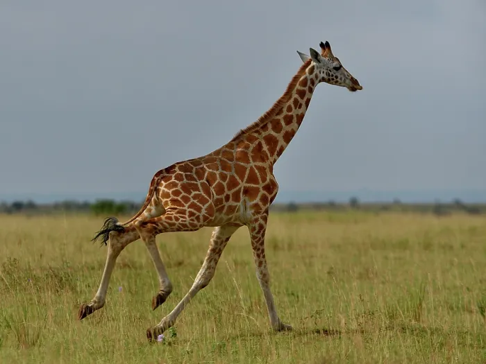 Framed Print : Giraffe (Giraffa camelopardalis) running across grassland, Uganda Framed Print : Giraffe (Giraffa camelopardalis) running across grassland, Uganda