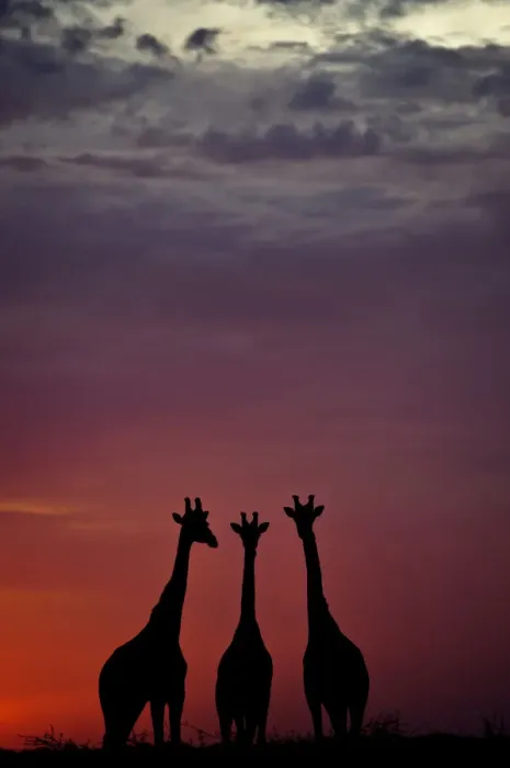 Framed Print : Giraffe (Giraffa camelopardalis) three standing together, silhouetted at dusk, Okavango Delta Framed Print : Giraffe (Giraffa camelopardalis) three standing together, silhouetted at dusk, Okavango Delta