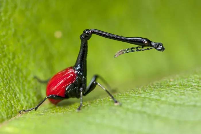 Framed Print : Giraffe necked weevil {Trachelophorus giraffa} male on leaf of host plant (Dichaetanthera Framed Print : Giraffe necked weevil {Trachelophorus giraffa} male on leaf of host plant (Dichaetanthera