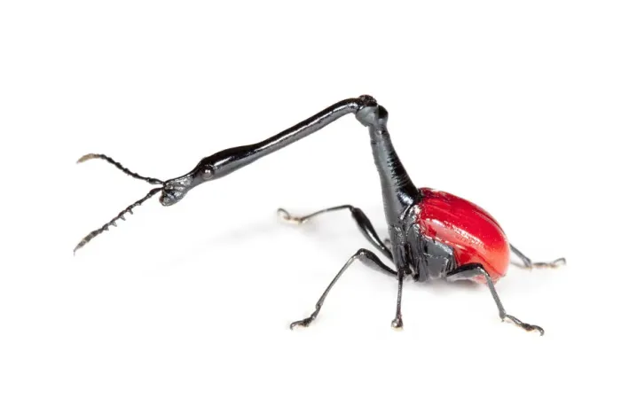 Framed Print : Giraffe necked weevil {Trachelophorus giraffa} male photographed on white background