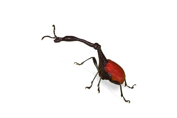 Framed Print : Giraffe necked weevils (Trachelophorus giraffa) male. Endemic to Andasibe, Madagascar Framed Print : Giraffe necked weevils (Trachelophorus giraffa) male. Endemic to Andasibe, Madagascar
