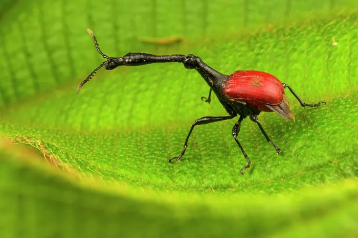 Framed Print : Giraffe weevil (Trachelophorus giraffa) male, resting on a leaf, Andasibe-Mantadia National Park, Madagascar Framed Print : Giraffe weevil (Trachelophorus giraffa) male, resting on a leaf, Andasibe-Mantadia National Park, Madagascar