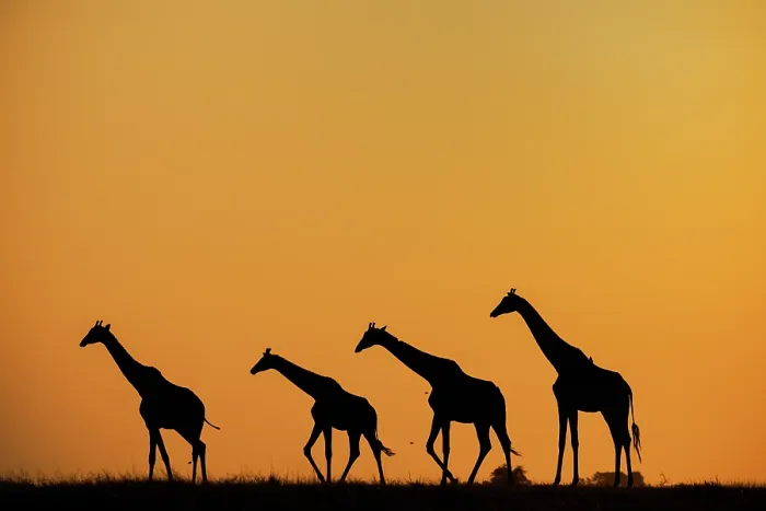 Framed Print : Four Giraffes (Giraffa camelopardalis) walking in a line, silhouetted at sunset, Chobe National Park, Botswana Framed Print : Four Giraffes (Giraffa camelopardalis) walking in a line, silhouetted at sunset, Chobe National Park, Botswana