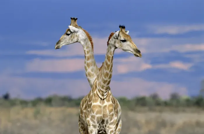 Framed Print : Giraffes (one or two?) {Giraffa camelopardalis} Etosha NP, Namibia. Double headed Framed Print : Giraffes (one or two?) {Giraffa camelopardalis} Etosha NP, Namibia. Double headed