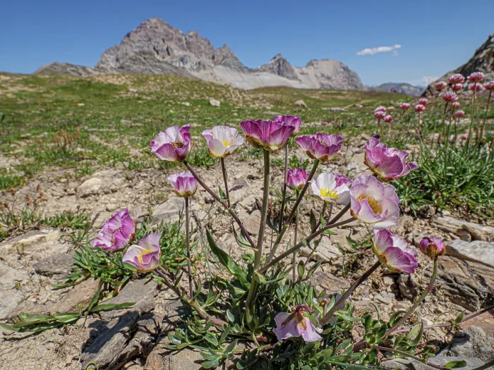 Framed Print : Glacier buttercups (Ranunculus glacialis) in flower on mountainside, Col du Galibier, French Alps, France. July