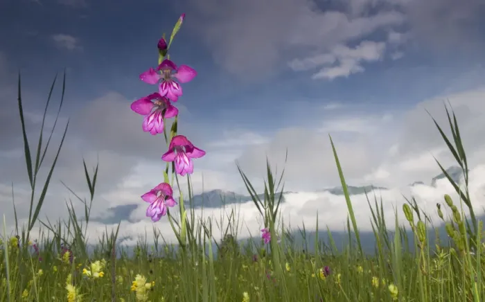 Framed Print : Gladiolus (Gladiolus palustris) flowering in meadow, Liechtenstein, June 2009 WWE BOOK