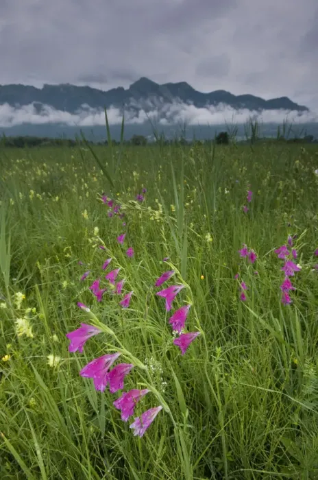 Framed Print : Gladiolus (Gladiolus sp) plants flowering in meadow, Liechtenstein, June 2009 Framed Print : Gladiolus (Gladiolus sp) plants flowering in meadow, Liechtenstein, June 2009