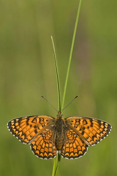 Glanville fritillary butterfly (Melitaea cinxia) on blade of grass, Pollino National Park
