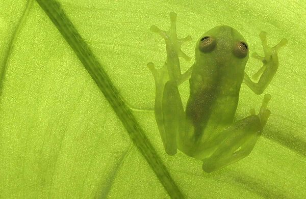 Glass frog 1+Hyalinobatrachium sp+2 Amazonia, SE Ecuador