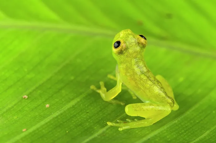 Framed Print : Glass frog (Hyalinobatrachium sp.) juvenile, sitting on leaf and looking up, Panama Framed Print : Glass frog (Hyalinobatrachium sp.) juvenile, sitting on leaf and looking up, Panama
