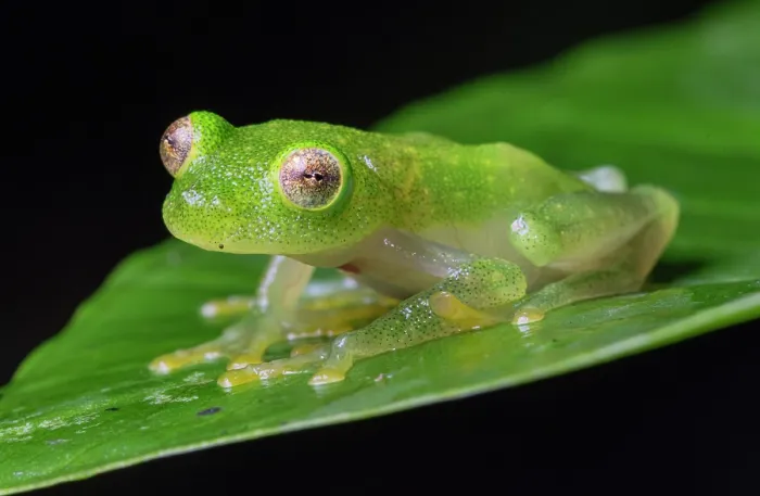 Framed Print : Glass frog (Hyalinobatrachium viridissimum) sitting on leaf, Tarrales Natural Reserve, Guatemala Framed Print : Glass frog (Hyalinobatrachium viridissimum) sitting on leaf, Tarrales Natural Reserve, Guatemala