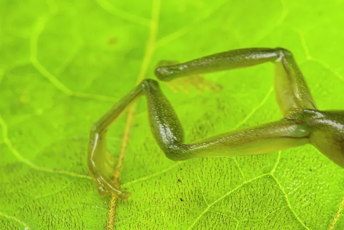 Framed Print : Glass frog (Rulyrana spiculata) jumping out of frame, Peru Framed Print : Glass frog (Rulyrana spiculata) jumping out of frame, Peru
