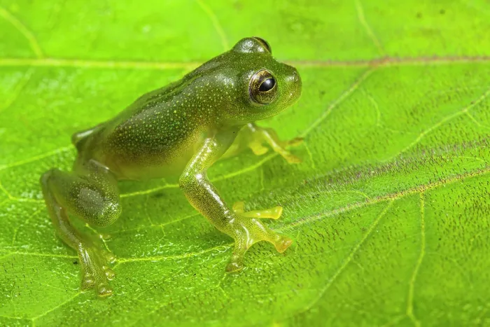 Framed Print : Glass frog (Rulyrana spiculata) sitting on leaf, Peru