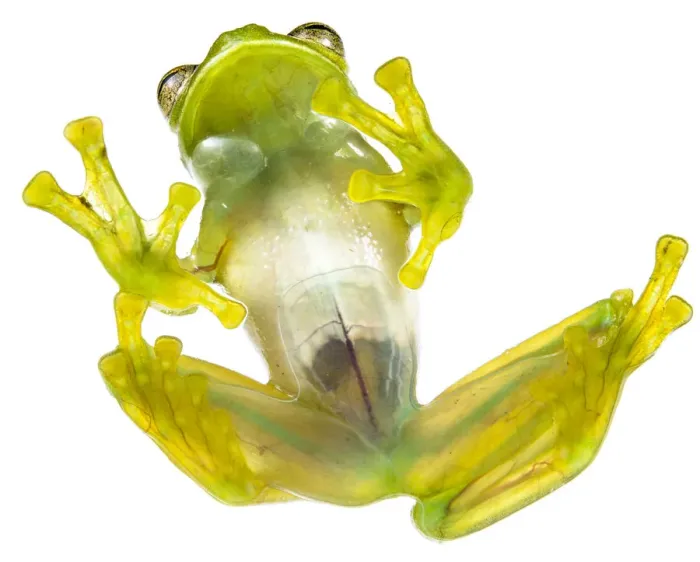Framed Print : Glass frog (Rulyrana spiculata) ventral / underside view, Cosnipata Valley, Peru Framed Print : Glass frog (Rulyrana spiculata) ventral / underside view, Cosnipata Valley, Peru