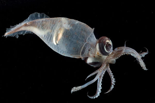 Glass squid {Teuthowenia megalops}, Mid-Atlantic Ridge, North Atlantic Ocean