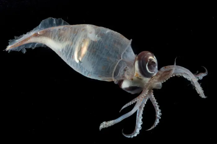 Framed Print : Glass squid {Teuthowenia megalops}, Mid-Atlantic Ridge, North Atlantic Ocean Framed Print : Glass squid {Teuthowenia megalops}, Mid-Atlantic Ridge, North Atlantic Ocean