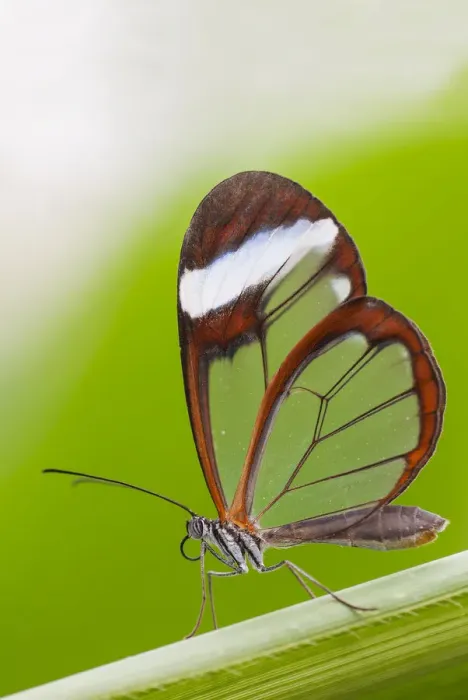 Framed Print : Glasswing butterfly (Greta oto) resting on leaf. Captive Framed Print : Glasswing butterfly (Greta oto) resting on leaf. Captive